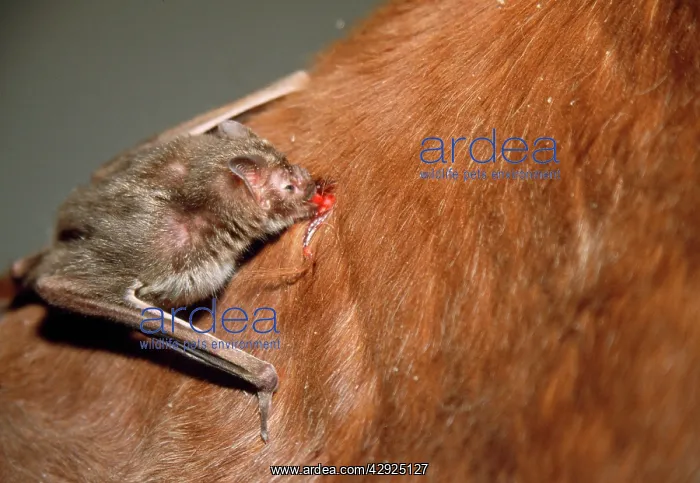 : Common Vampire BAT - feeding on neck of horse : Common Vampire BAT - feeding on neck of horse