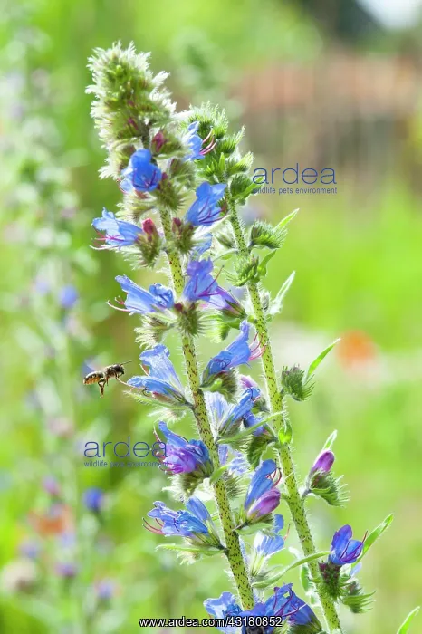 : Common viper's bug (Echium vulgare) with collecting : Common viper's bug (Echium vulgare) with collecting