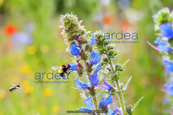 : Common viper's bug (Echium vulgare) with wild bee : Common viper's bug (Echium vulgare) with wild bee