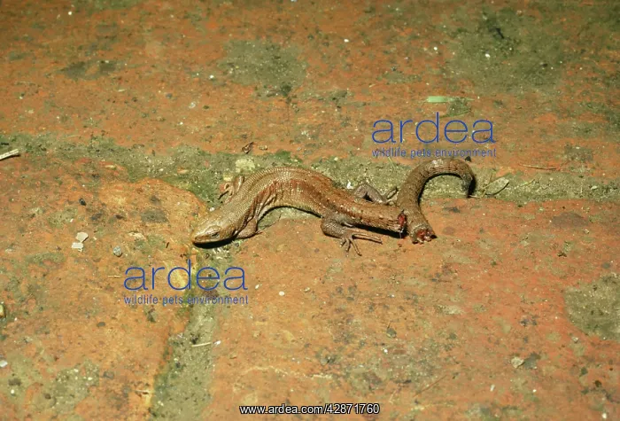 : Common / Viviparons LIZARD - with shed tail : Common / Viviparons LIZARD - with shed tail