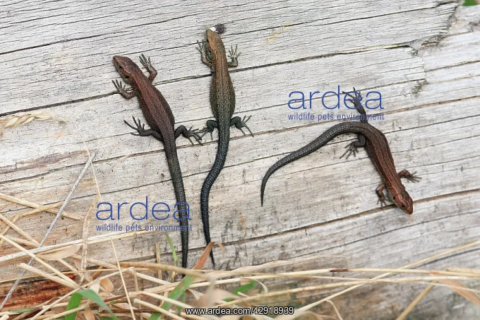 : Common or Viviparous Lizard - 3 young reptiles : Common or Viviparous Lizard - 3 young reptiles