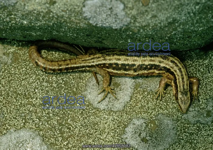 : Common / Viviparous LIZARD : Common / Viviparous LIZARD