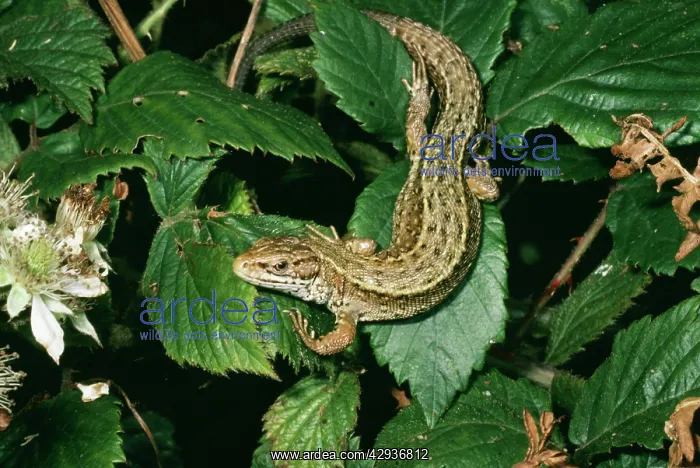 : Common / Viviparous LIZARD : Common / Viviparous LIZARD