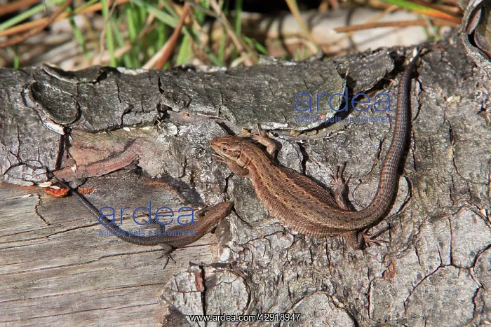 : Common or Viviparous Lizard - adult and young reptile : Common or Viviparous Lizard - adult and young reptile
