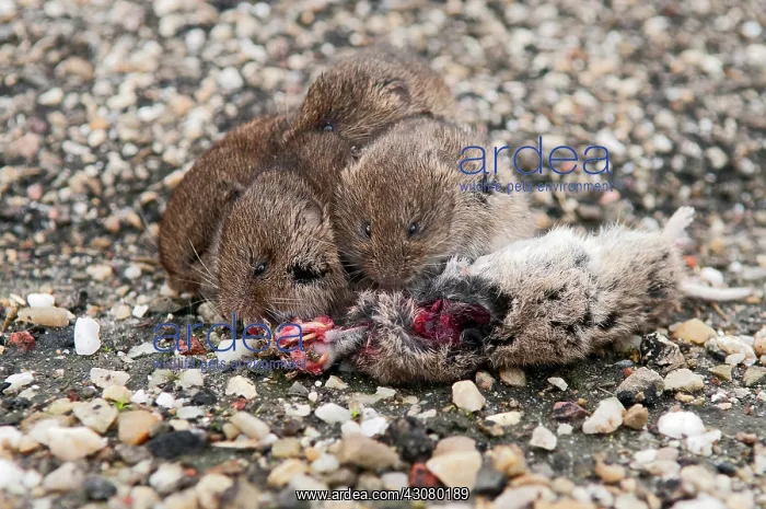  : Common Vole
