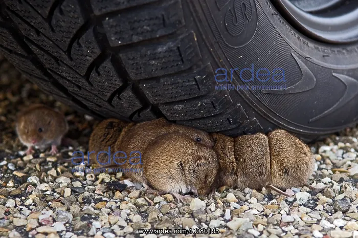 : Common Vole : Common Vole
