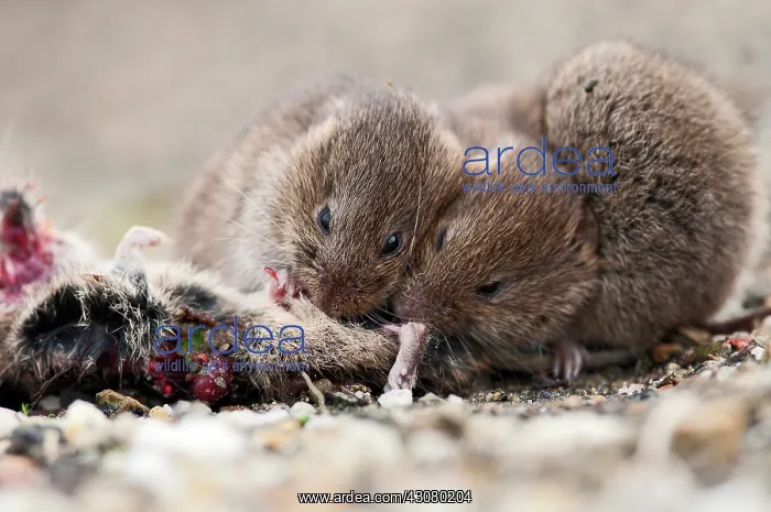 : Common Vole : Common Vole