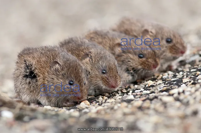: Common Vole : Common Vole