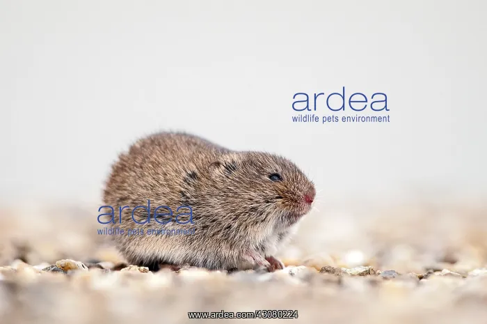 : Common Vole : Common Vole