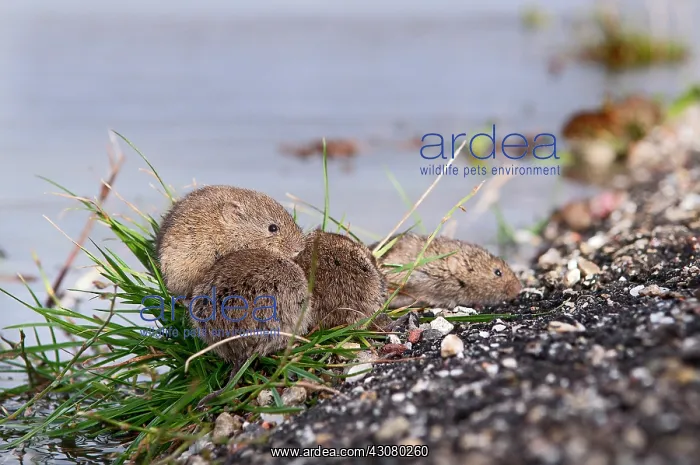 : Common Vole : Common Vole