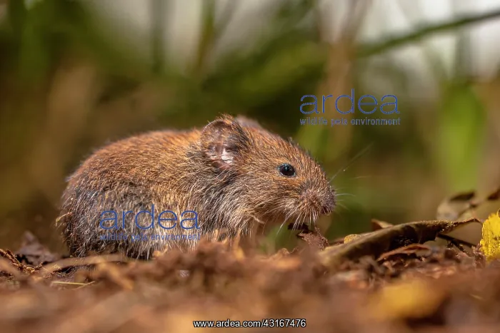 : Common Vole : Common Vole