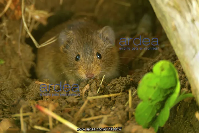 : Common Vole / Field Mouse - inside the opening : Common Vole / Field Mouse - inside the opening