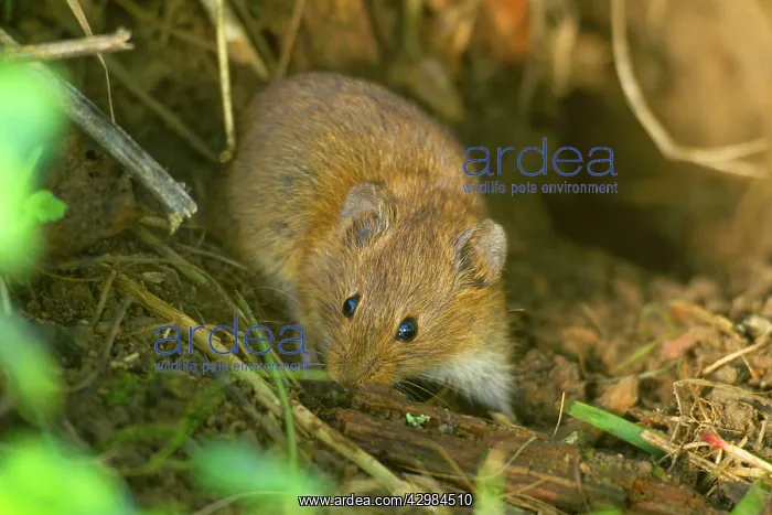 : Common Vole / Field Mouse - searches for food outside : Common Vole / Field Mouse - searches for food outside
