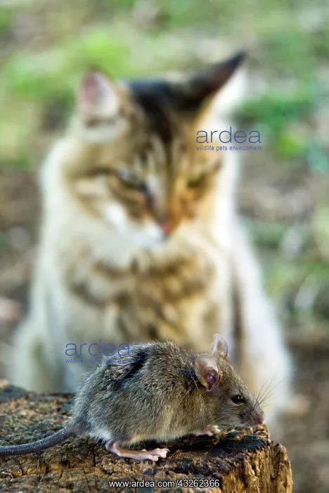 : Common Vole (Microtus arvalis) and a cat : Common Vole (Microtus arvalis) and a cat