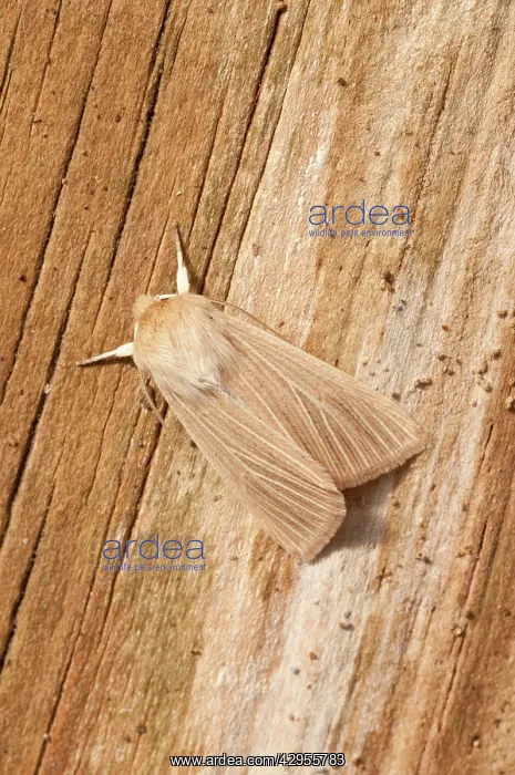 : Common Wainscot : Common Wainscot