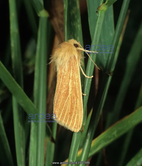 : Common wainscot : Common wainscot