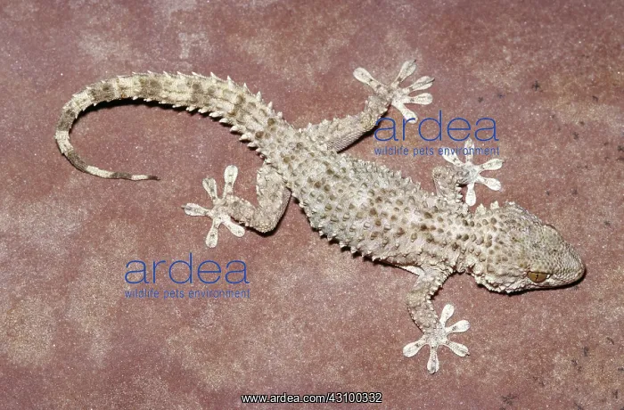 : Common Wall Gecko (Tarentola mauritanica) : Common Wall Gecko (Tarentola mauritanica)