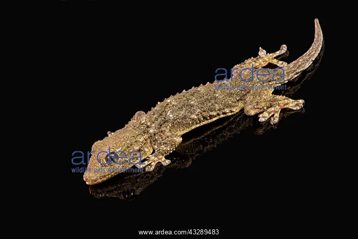 : The common wall gecko (Tarentola mauritanica), full length p : The common wall gecko (Tarentola mauritanica), full length p