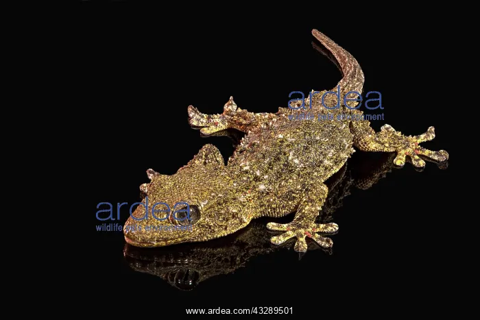 : The common wall gecko (Tarentola mauritanica), full length p : The common wall gecko (Tarentola mauritanica), full length p