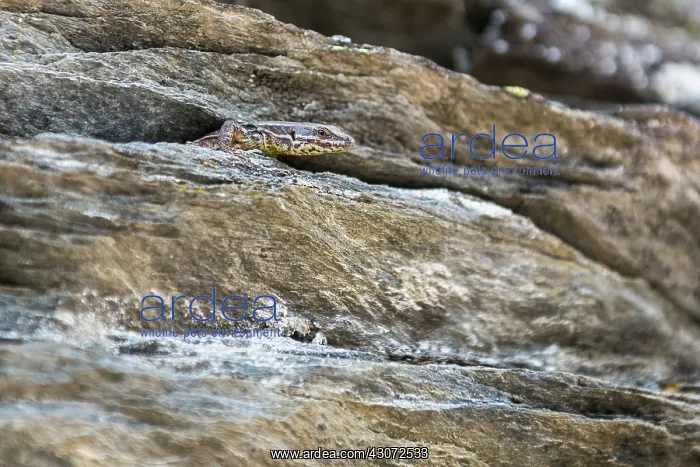 : Common Wall Lizard : Common Wall Lizard