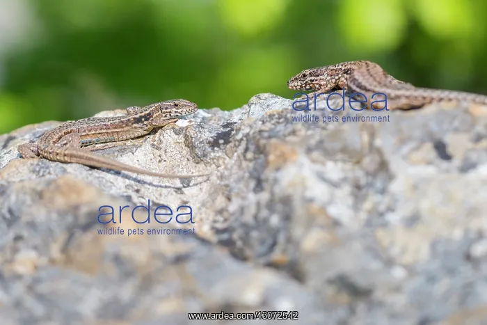 : Common Wall Lizard : Common Wall Lizard