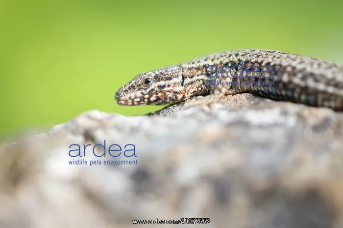 : Common Wall Lizard : Common Wall Lizard