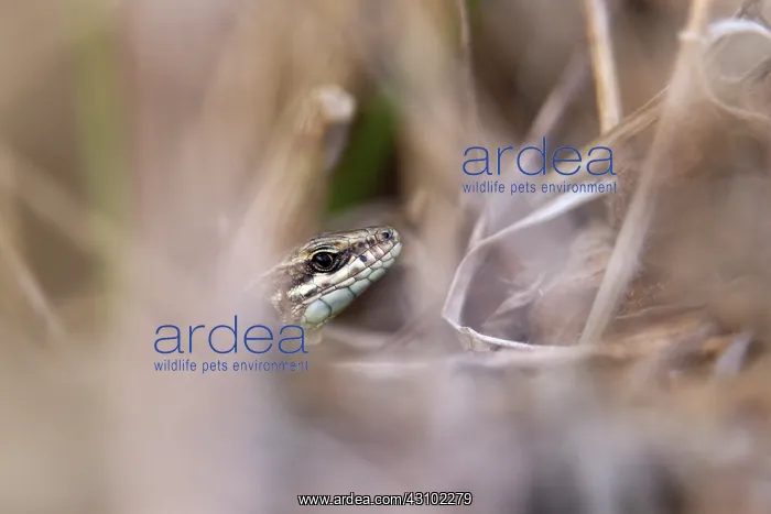 : Common Wall Lizard : Common Wall Lizard