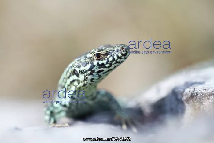 : Common Wall Lizard : Common Wall Lizard