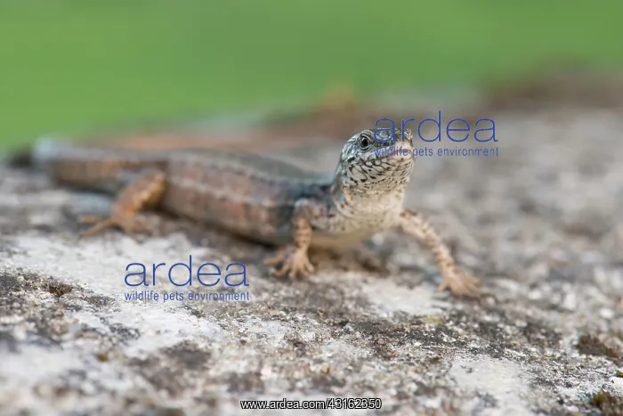 : Common Wall Lizard : Common Wall Lizard