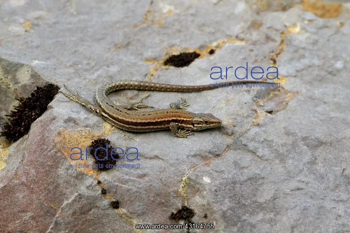 : Common Wall Lizard : Common Wall Lizard