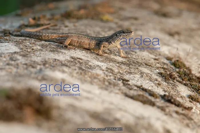 : Common Wall Lizard : Common Wall Lizard
