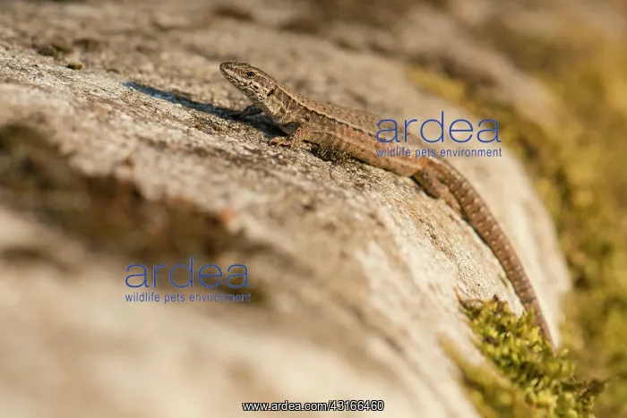 : Common Wall Lizard : Common Wall Lizard
