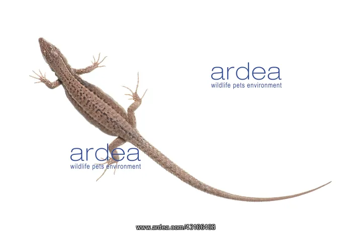 : Common Wall Lizard : Common Wall Lizard