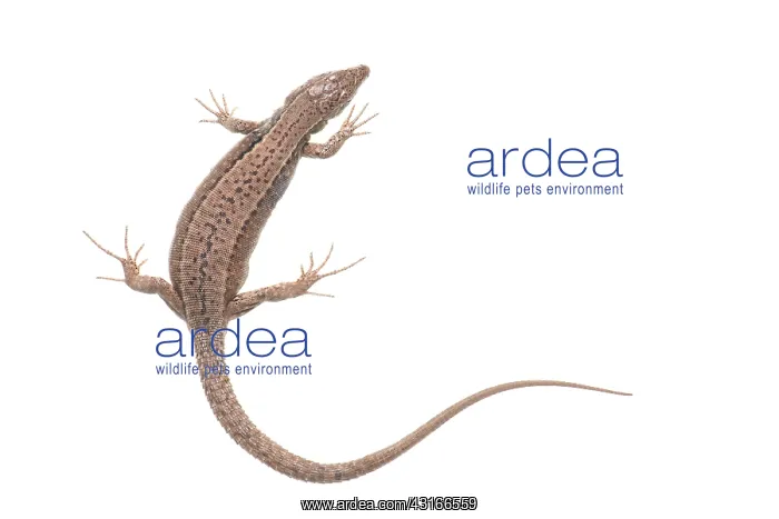 : Common Wall Lizard : Common Wall Lizard