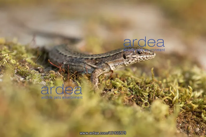 : Common Wall Lizard : Common Wall Lizard