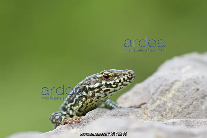 : Common Wall Lizard : Common Wall Lizard