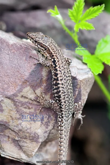: Common Wall Lizard : Common Wall Lizard
