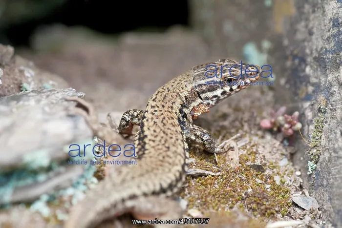 : Common Wall Lizard : Common Wall Lizard