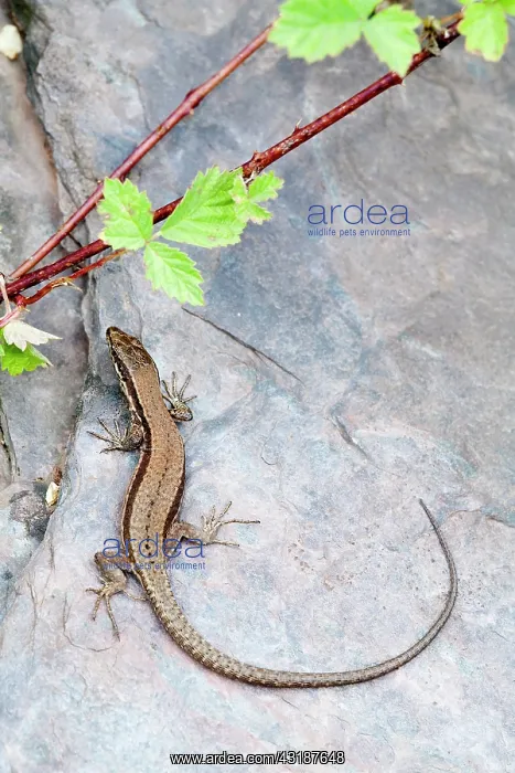 : Common Wall Lizard : Common Wall Lizard