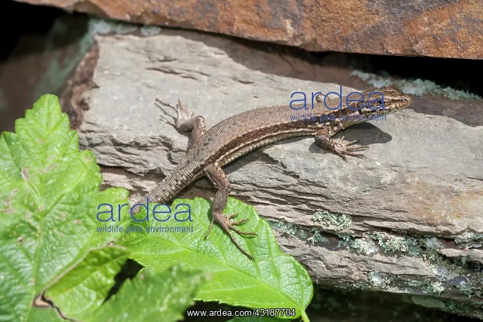 : Common Wall Lizard : Common Wall Lizard