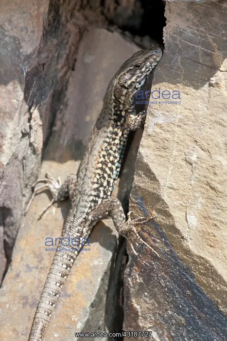 : Common Wall Lizard : Common Wall Lizard