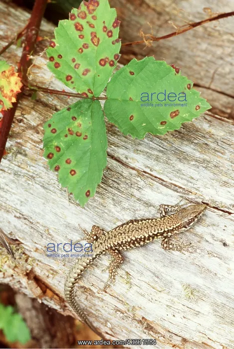 : COMMON WALL LIZARD : COMMON WALL LIZARD