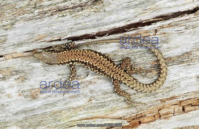 : COMMON WALL LIZARD : COMMON WALL LIZARD