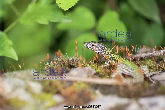  : Common Wall Lizard in habitat