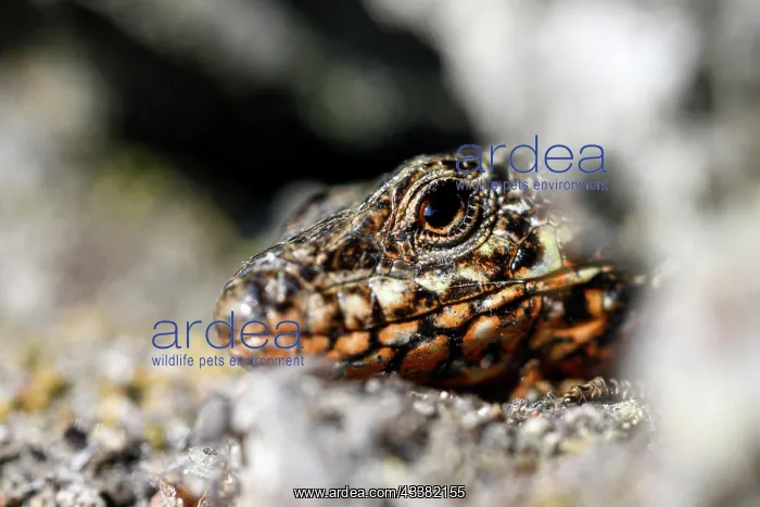 : Common wall lizard (Podarcis muralis), during mating : Common wall lizard (Podarcis muralis), during mating
