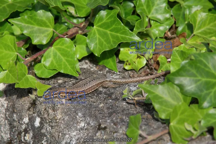 : Common wall lizard (Podarcis muralis), Sitting on : Common wall lizard (Podarcis muralis), Sitting on