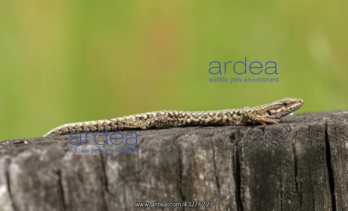 : Common Wall lizard, Podarcis muralis, in the western : Common Wall lizard, Podarcis muralis, in the western