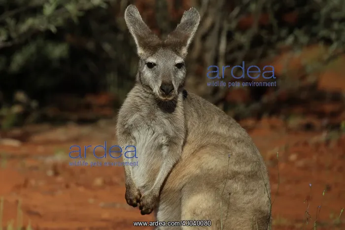 : Common Wallaroo : Common Wallaroo