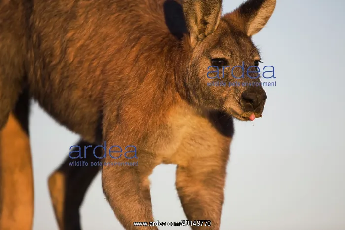 : Common Wallaroo : Common Wallaroo