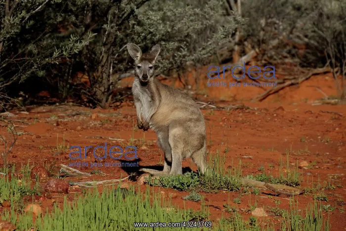 : Common Wallaroo : Common Wallaroo